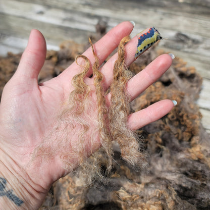 Border Leicester-CVM-Finn-Rambouillet Raw Wool