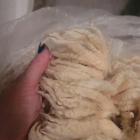 Cheviot Cross Raw Wool
