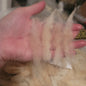 Clun Forest Cross Raw Wool