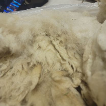 Clun Forest Raw Wool