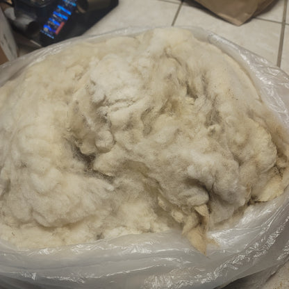 Clun Forest Raw Wool