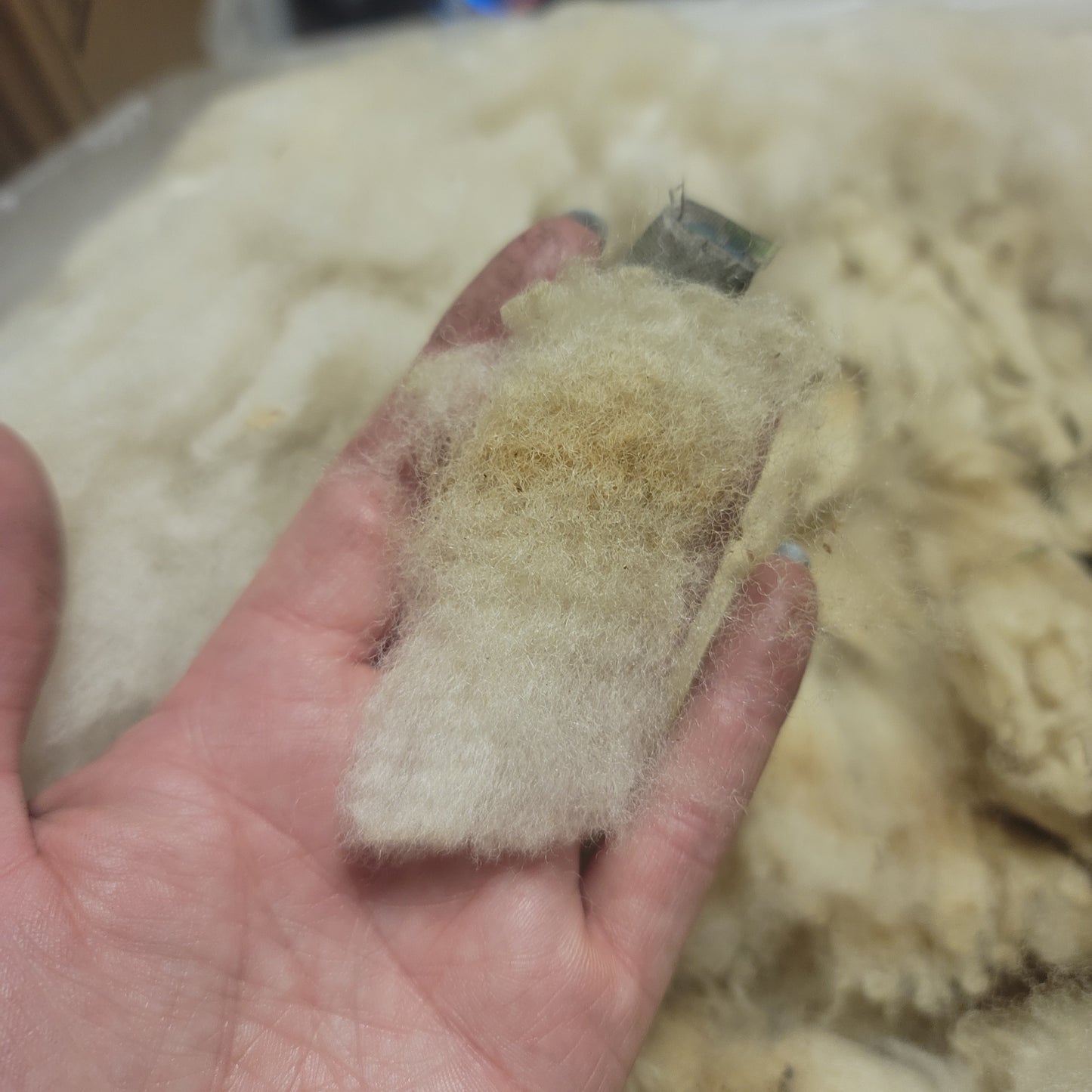 Clun Forest Raw Wool