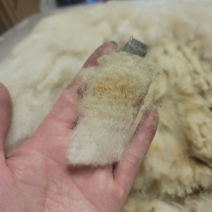 Clun Forest Raw Wool