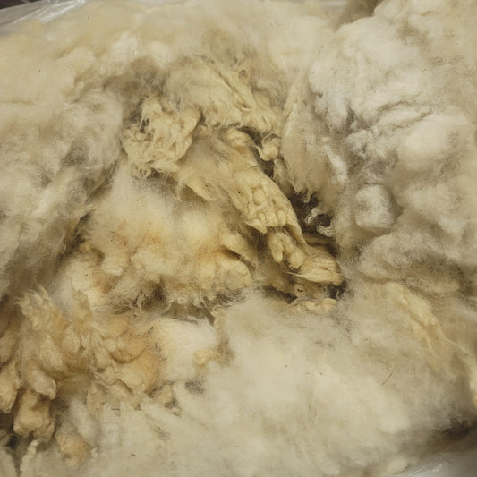 Clun Forest Raw Wool