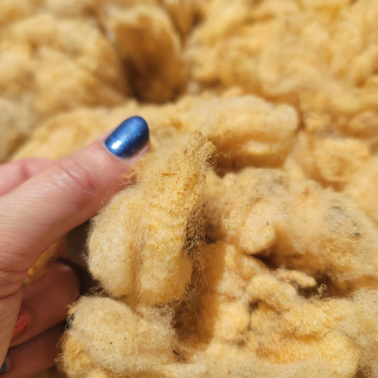 Florida Cracker Raw Wool