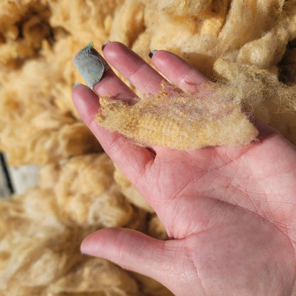 Florida Cracker Raw Wool