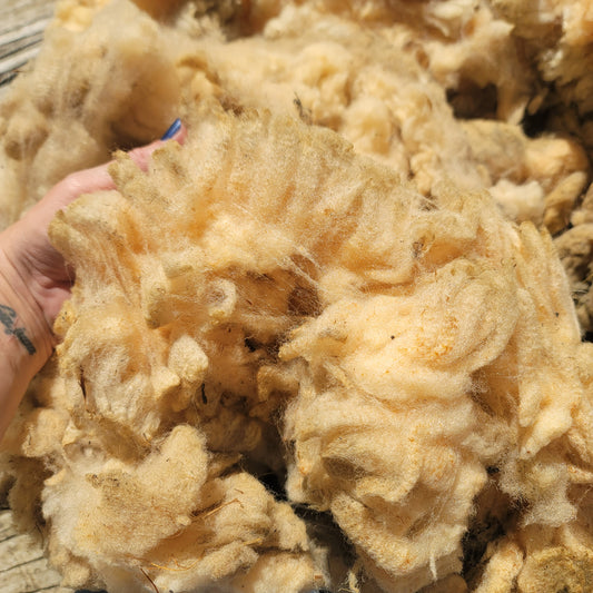 Florida Cracker Raw Wool