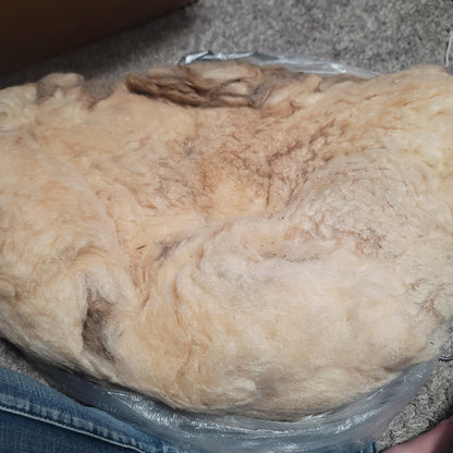 Icelandic Raw Wool