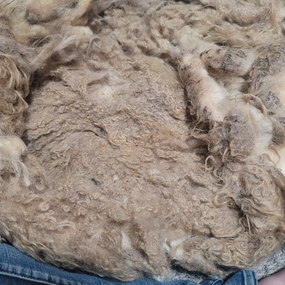 Icelandic Raw Wool