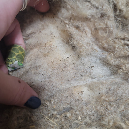 Icelandic Raw Wool