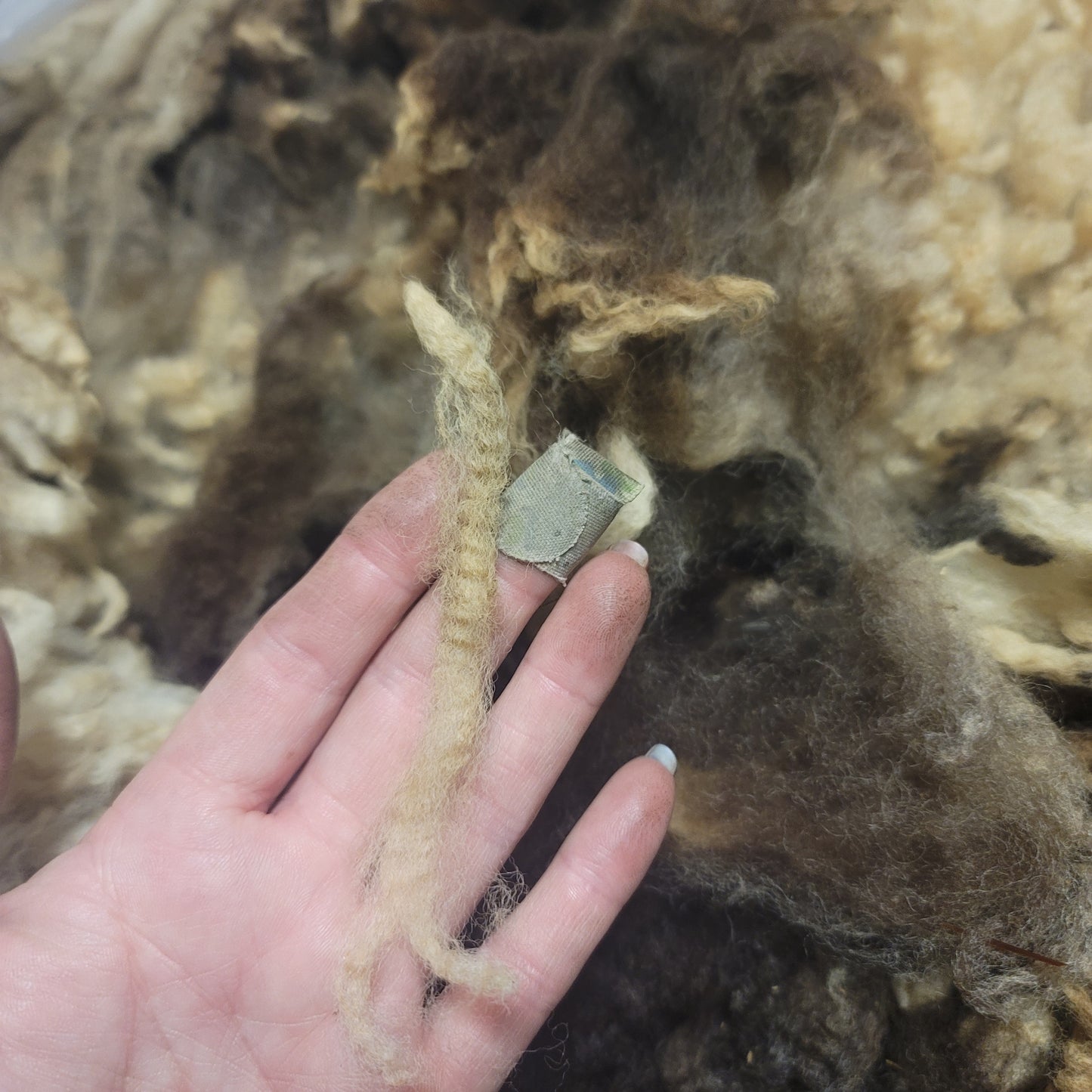 Jacob Raw Wool