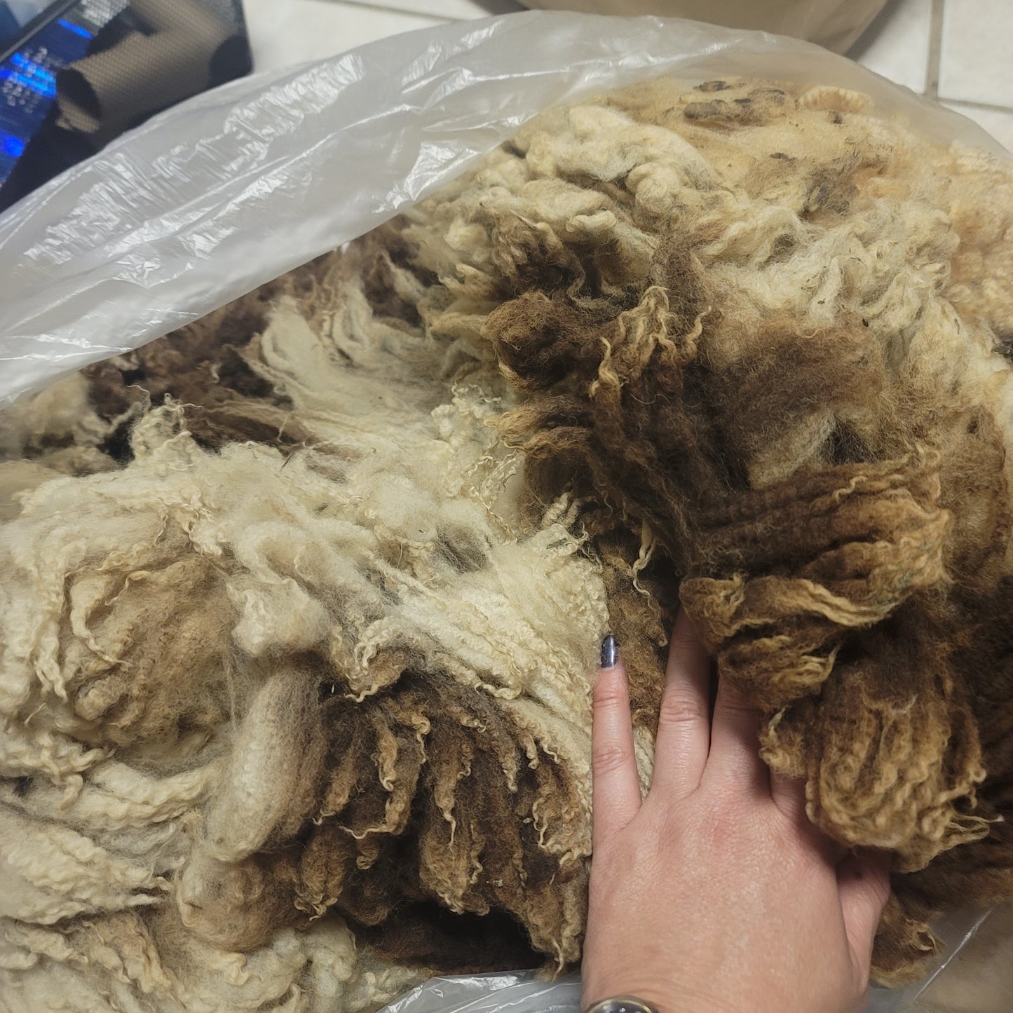 Jacob Raw Wool