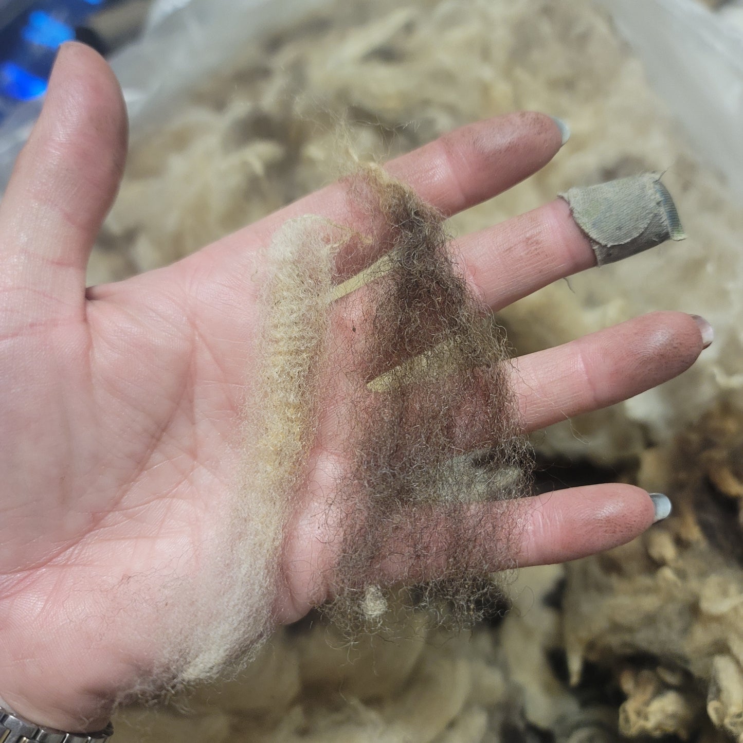 Jacob Raw Wool