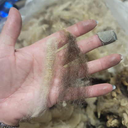 Jacob Raw Wool