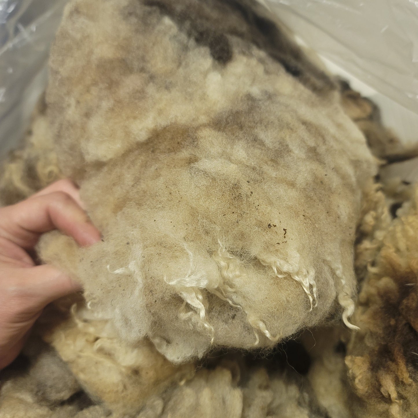 Jacob Raw Wool