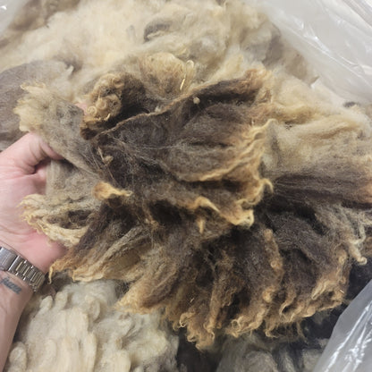 Jacob Raw Wool