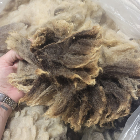 Jacob Raw Wool