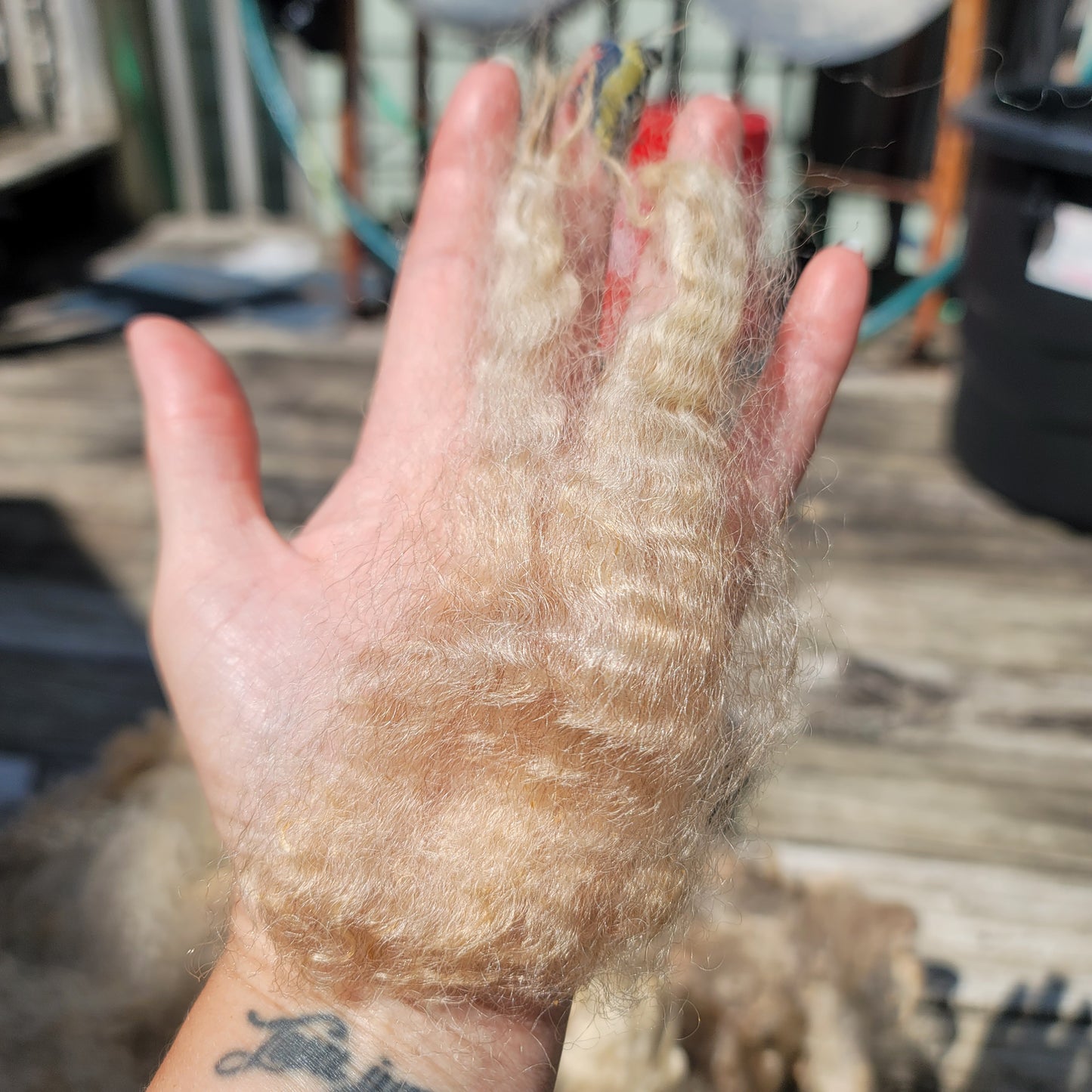 Lincoln Longwool Raw Wool