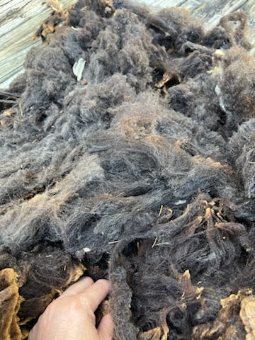 Natural Colored Raw Wool