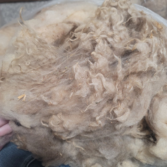 Shetland Raw Wool