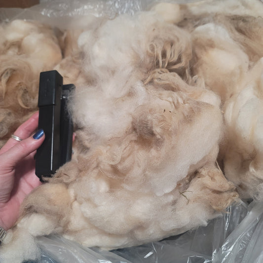 Shetland Raw Wool
