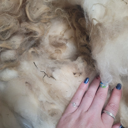 Shetland Raw Wool