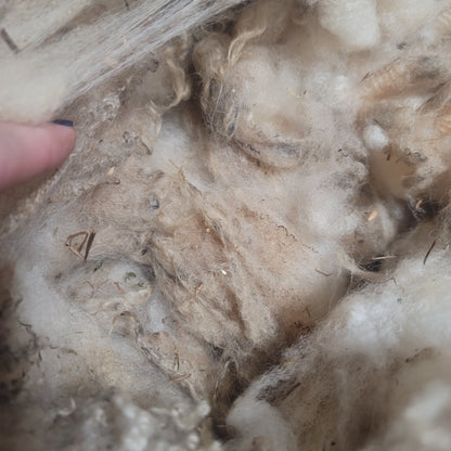 Shetland Raw Wool