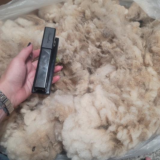 Shetland Raw Wool