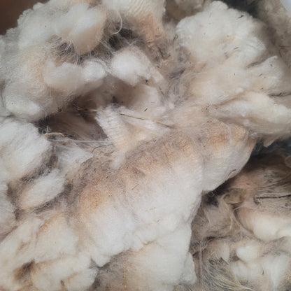 Shetland Raw Wool