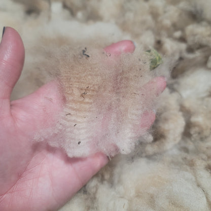 Shetland Raw Wool
