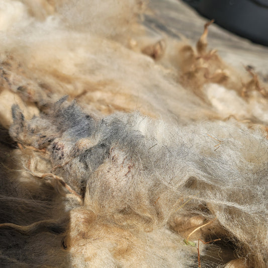 Shetland Raw Wool