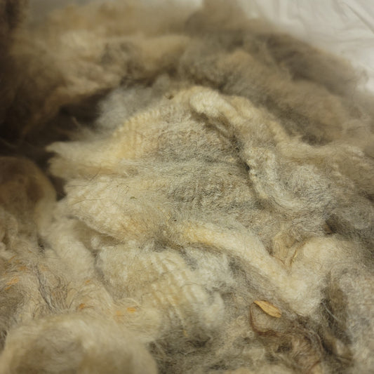 Shetland Raw Wool