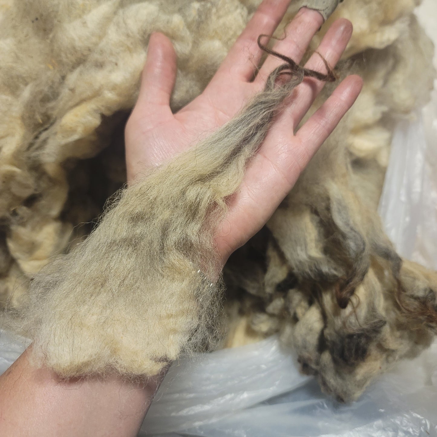 Shetland Raw Wool