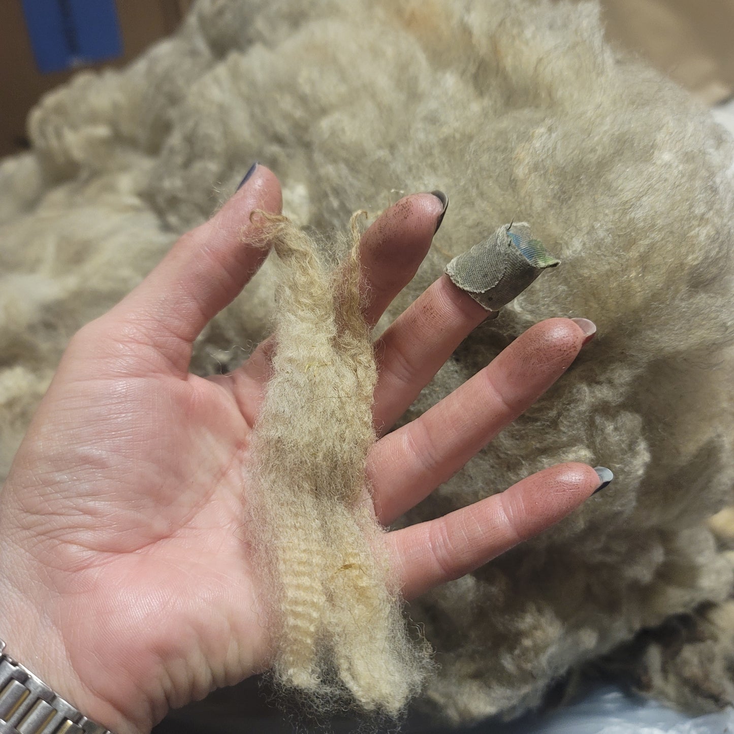 Shetland Raw Wool