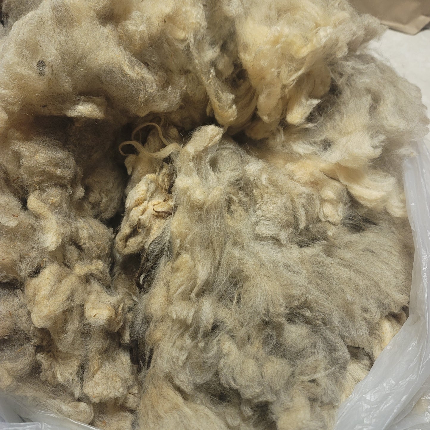 Shetland Raw Wool