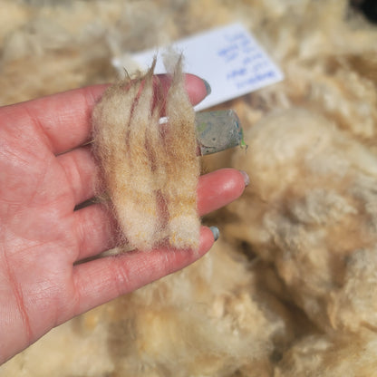 Shropshire Raw Wool